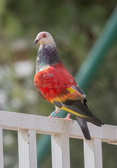 Columba livia domestica