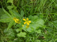 Geum macrophyllum