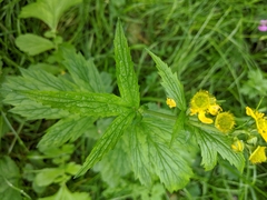 Geum macrophyllum
