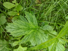 Geum macrophyllum