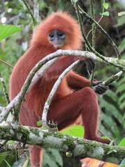 Presbytis rubicunda