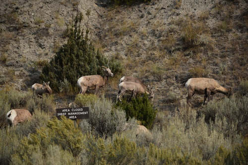 Bighorn Sheep photographed in Montana
