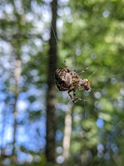 Araneus diadematus