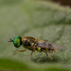 Euparyphus