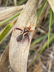 Crinocerus sanctus