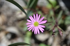 Brachyscome kaputarensis