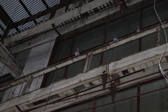 Columba livia domestica