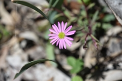 Brachyscome kaputarensis