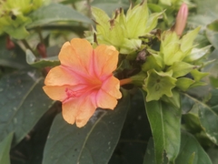 Mirabilis jalapa