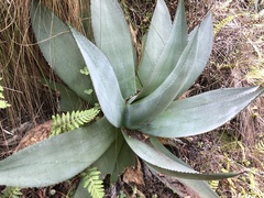 Agave