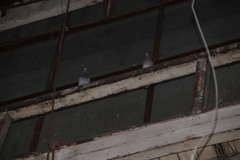 Columba livia domestica