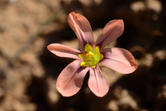 Moraea vallisbelli