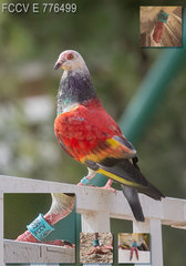 Columba livia domestica