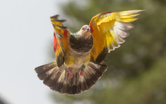 Columba livia domestica