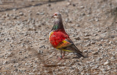 Columba livia domestica
