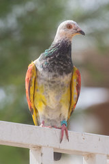 Columba livia domestica