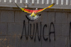 Columba livia domestica