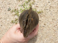 Sinanodonta lauta