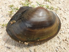 Sinanodonta lauta
