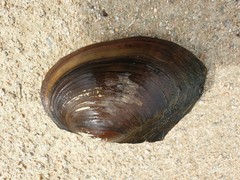 Sinanodonta lauta