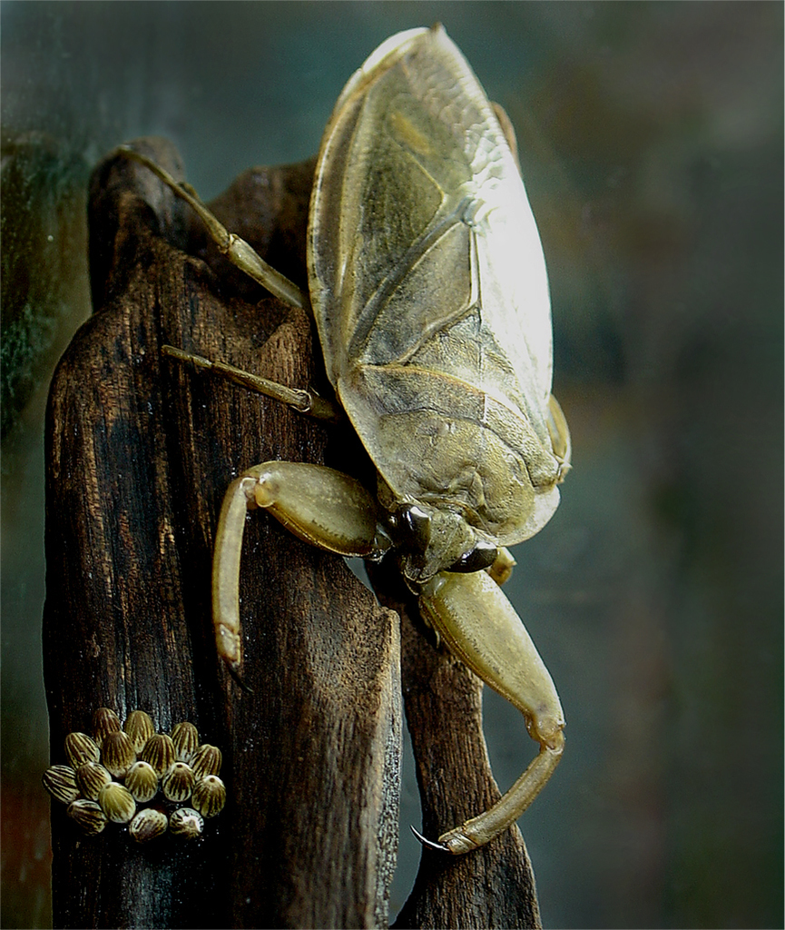 Lethocerinae