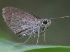 Suastus minutus