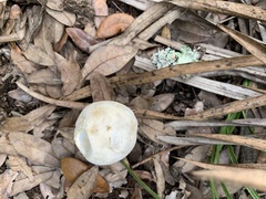 Austroboletus subflavidus image