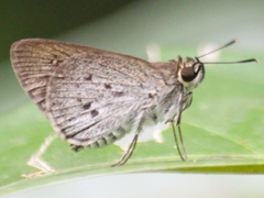 Suastus minutus