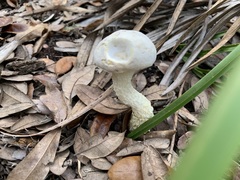 Austroboletus subflavidus image