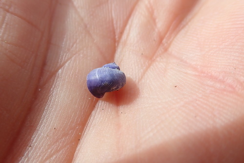 photo of Dwarf Violet Snail (Janthina exigua)