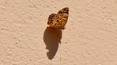 Phyciodes graphica