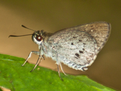 Suastus minutus