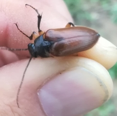 Cebrio gigas