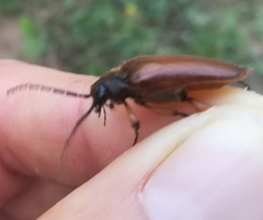 Cebrio gigas