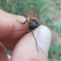 Cebrio gigas