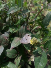 Euchrysops cnejus cnejus