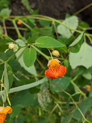 Impatiens capensis