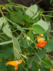 Impatiens capensis