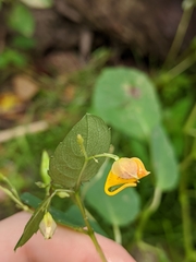 Impatiens capensis