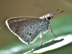 Suastus minutus