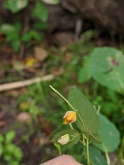 Impatiens capensis