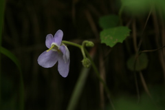 Dorcoceras hygrometricum