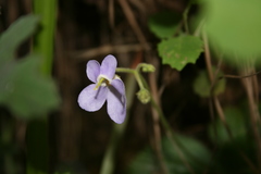 Dorcoceras hygrometricum