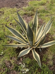 Agave americana