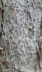 Lecanactis subfarinosa