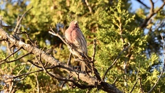 Haemorhous mexicanus