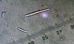 Lecanactis subfarinosa