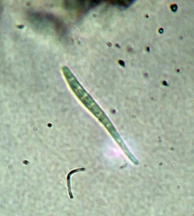 Lecanactis subfarinosa