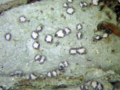 Lecanactis subfarinosa