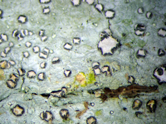 Lecanactis subfarinosa